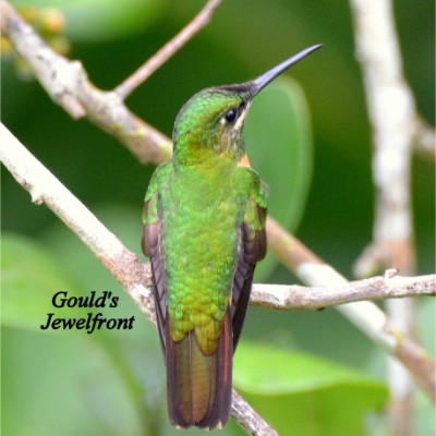 Gould's Jewelfront